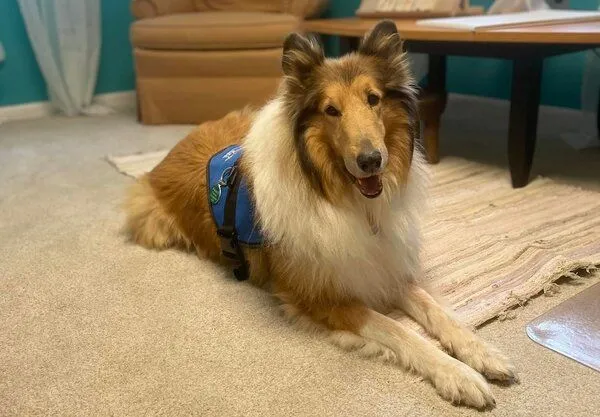 Animal-Assisted therapy