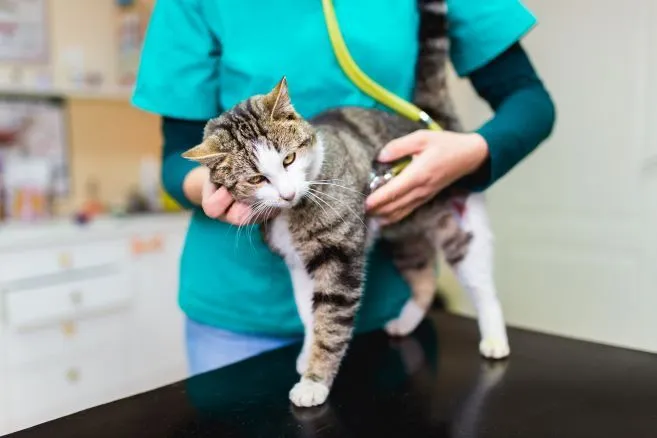 vet listening to cat's heartrate