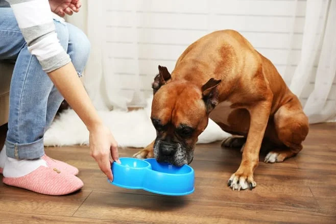 dog eating out of his bowl