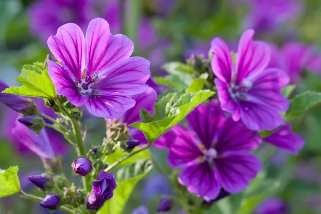 Purple flowers