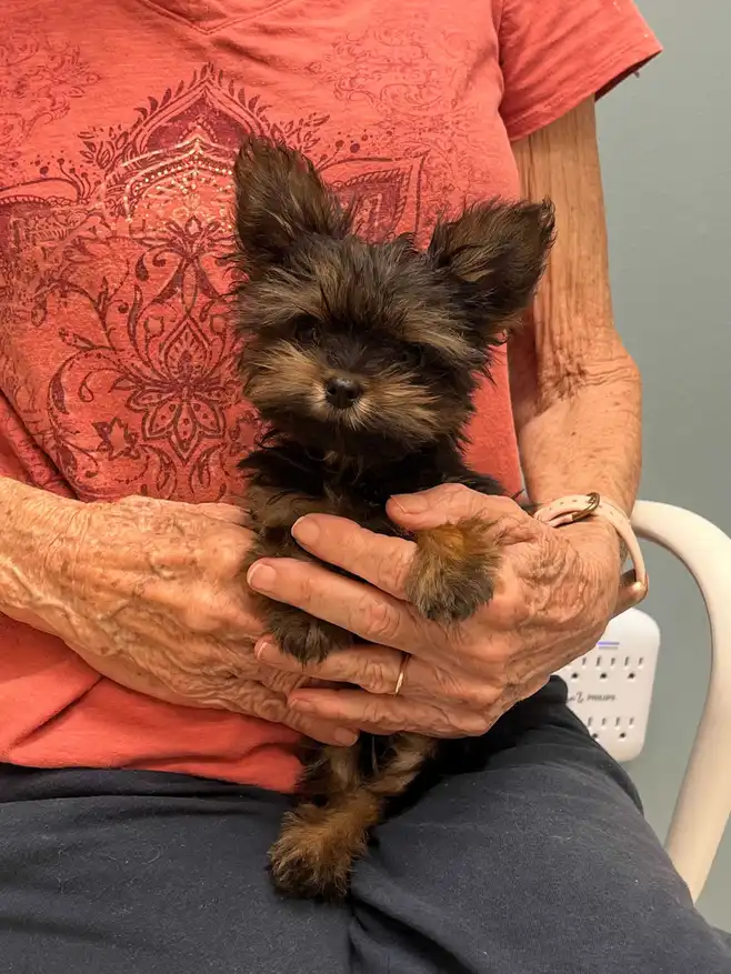 This is a Yorkie puppy.