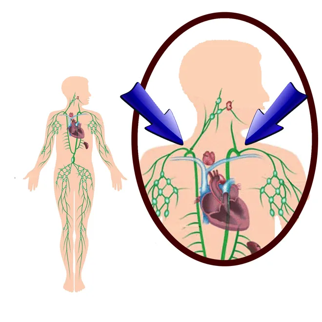 lymph drainage into the thoracic duct