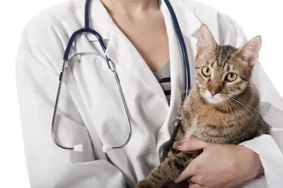 kitten in doctor's arms