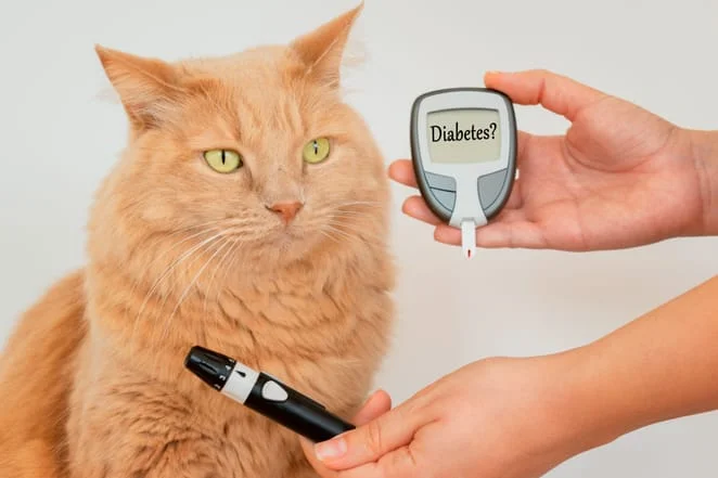 Cat diabetes
