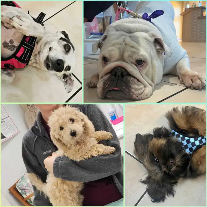 This is a collage of four dog photos.