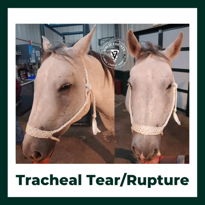 TrachealRuptureinHorse