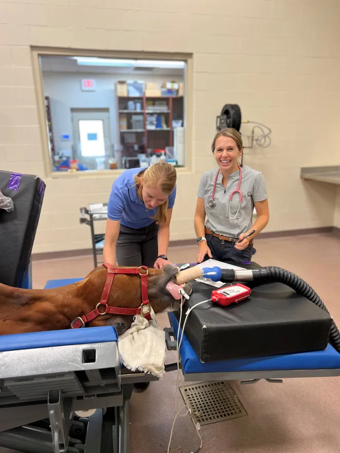 interns with horse