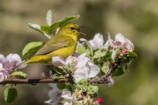 yellow hummingbird sitting on stem, with flowers in background