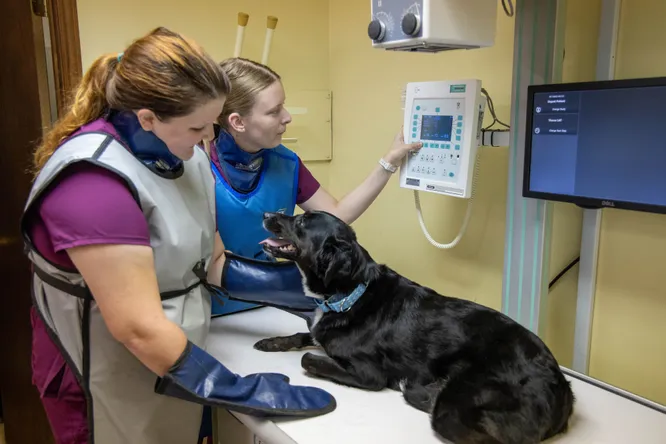 Athena is getting ready to have Radiographs taken