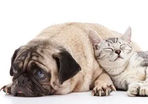 Dog and Cat