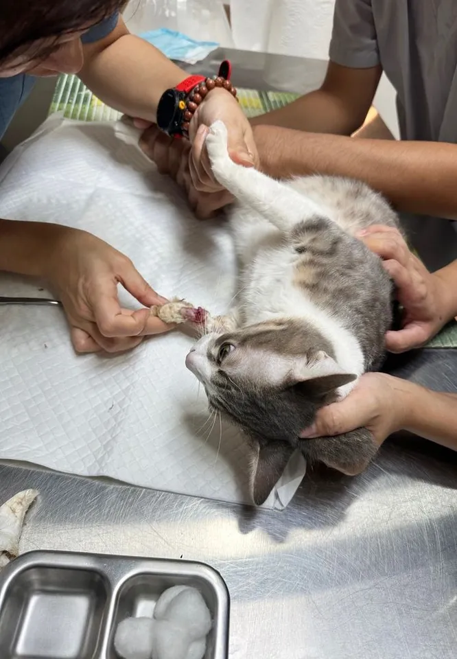 Emergency Pet Care FAQs