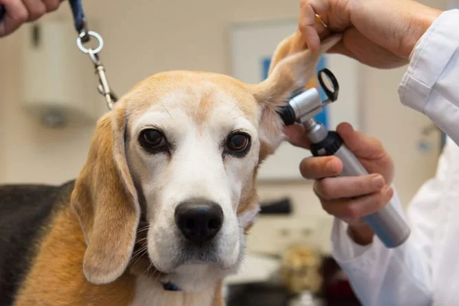 Pet Ear disease and surgery