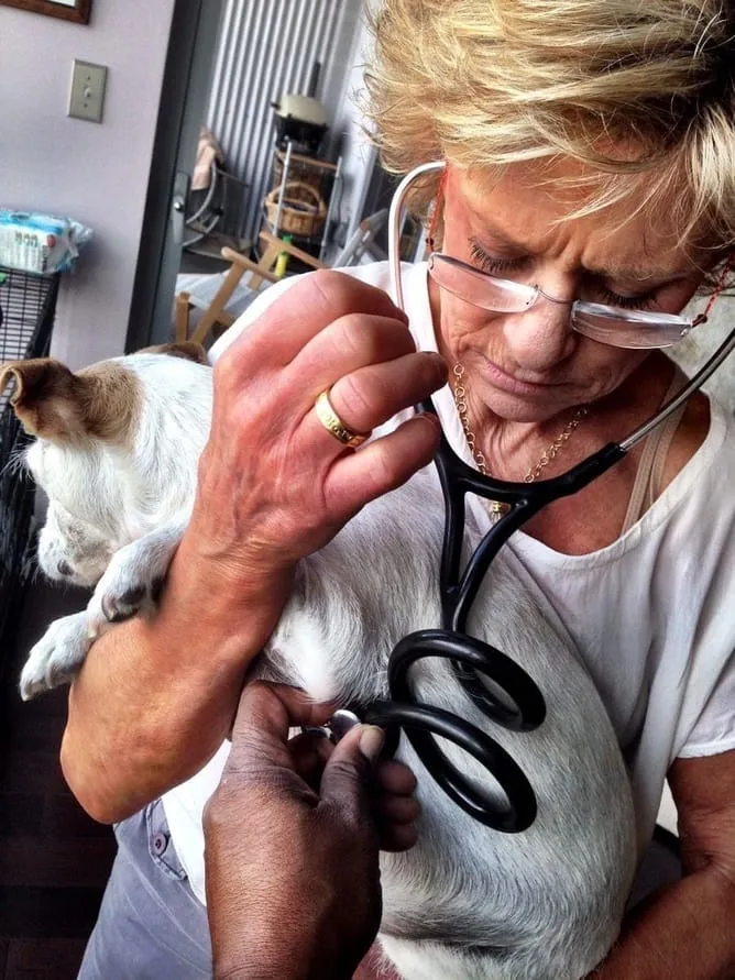 dog with stethoscope