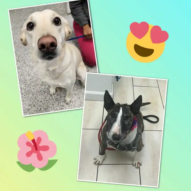 This is a collage of two dog photos.