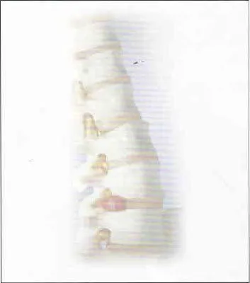 spine