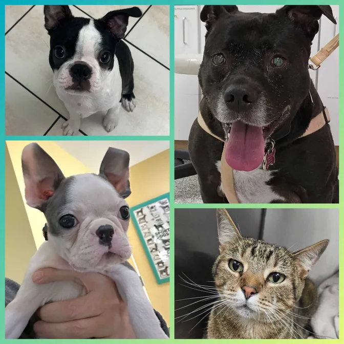 Two boston terrier puppies, a senior pitbull, and a cat.