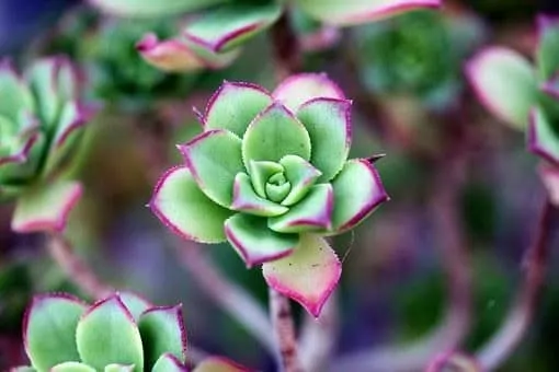 succulent in bowl