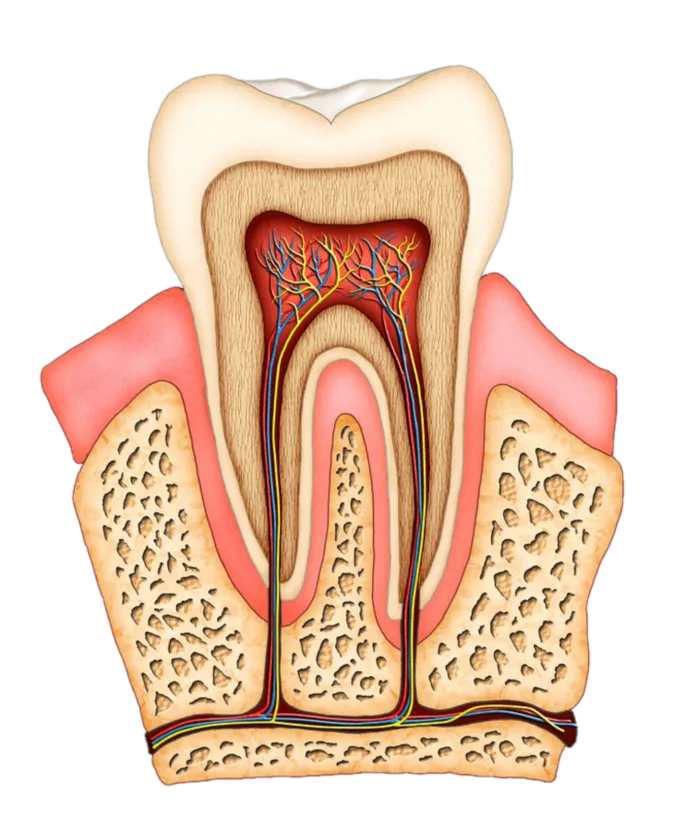 Root Canal Sun City