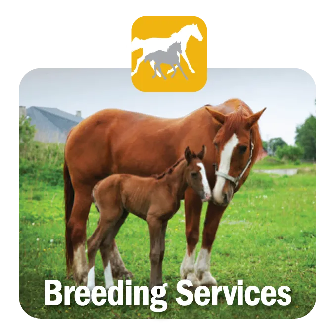 Breeding Services
