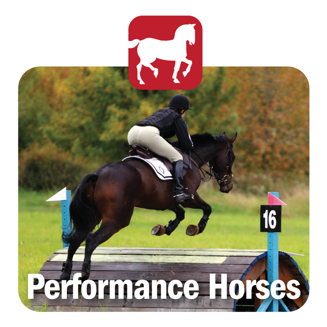 Performance Horses