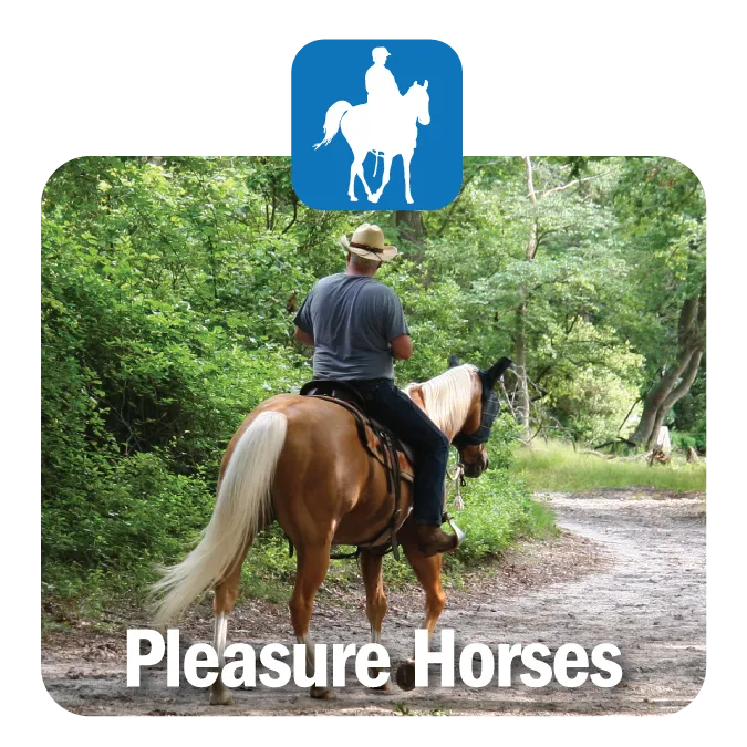 Pleasure Horses