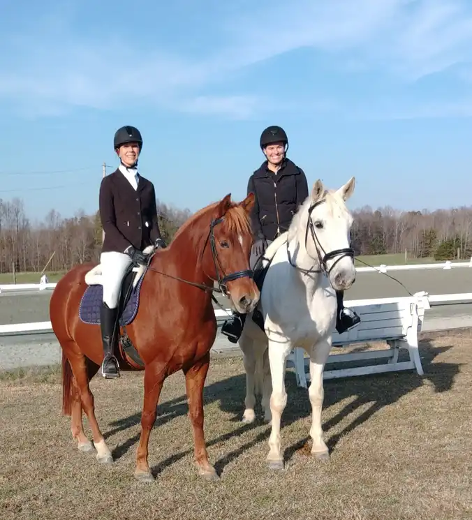 brown and white horses