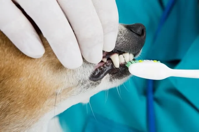 Dog getting Pet Periodontal Disease treatment.