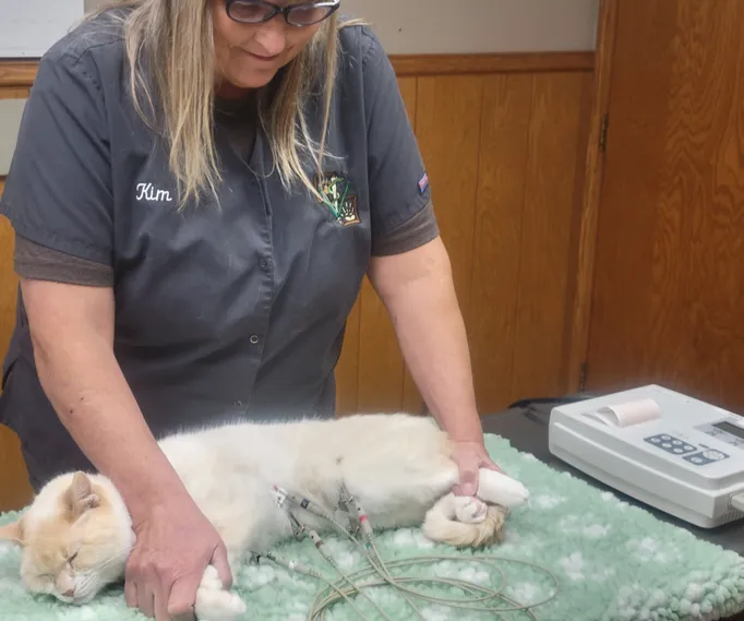 Kim Justice, R.V.T. performing a fully awake ECG on a feline patient.