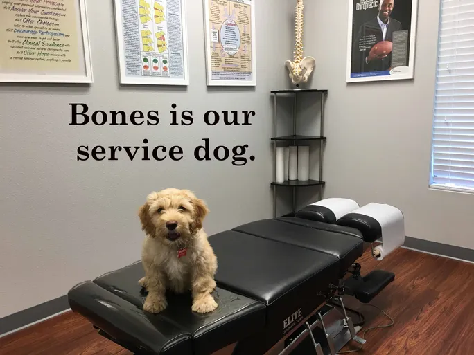 Bones is our service dog at Weimer Chiropractic,