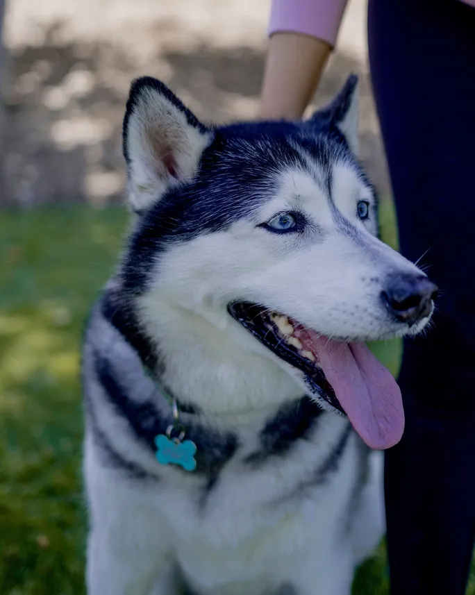 Siberian Husky