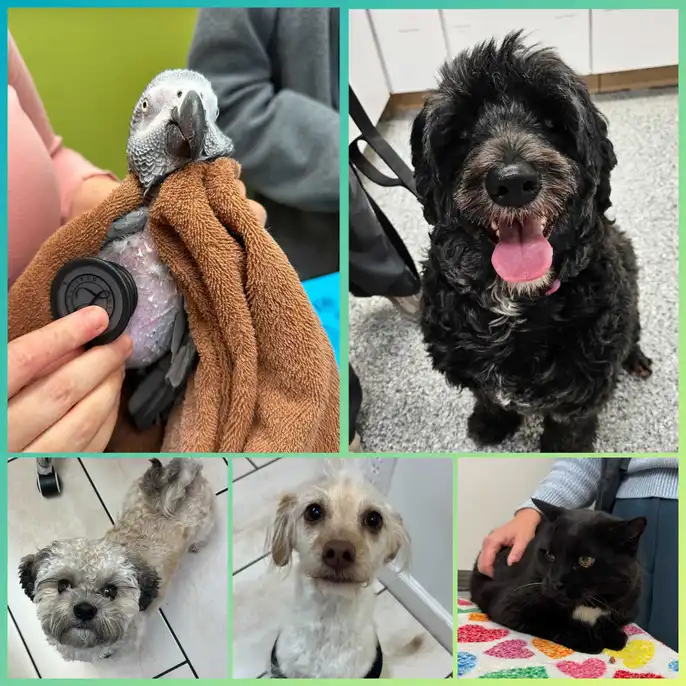 This image is a collage including a parrot, three dogs, and a cat.