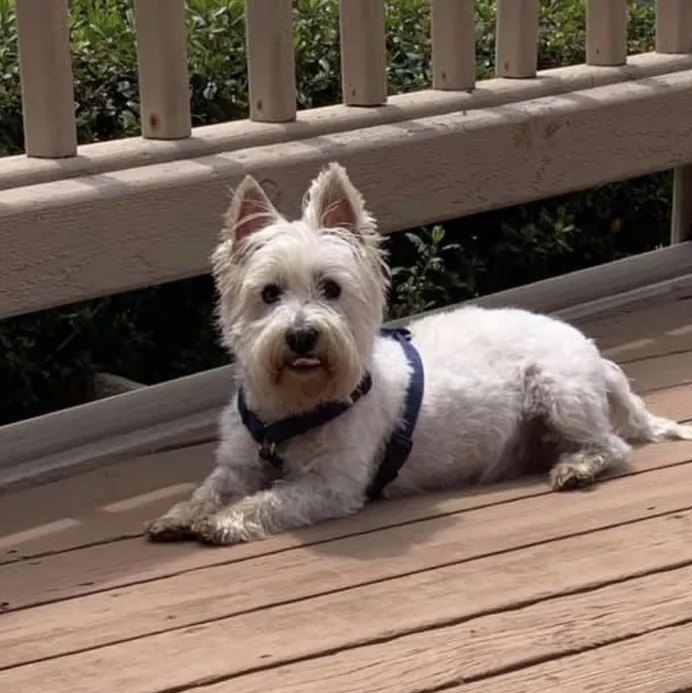 West Highland White Terrier