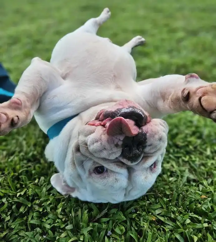 This is a photo of a bulldog laying on his back.
