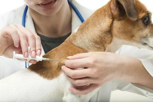Dog getting Microchipped
