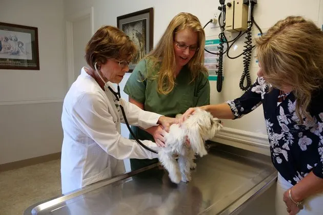 doctor with white dog