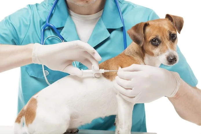 Veterinarian vaccinating a dog