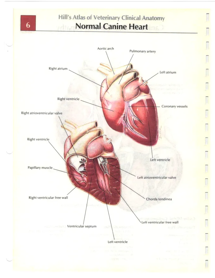 normal canine heart