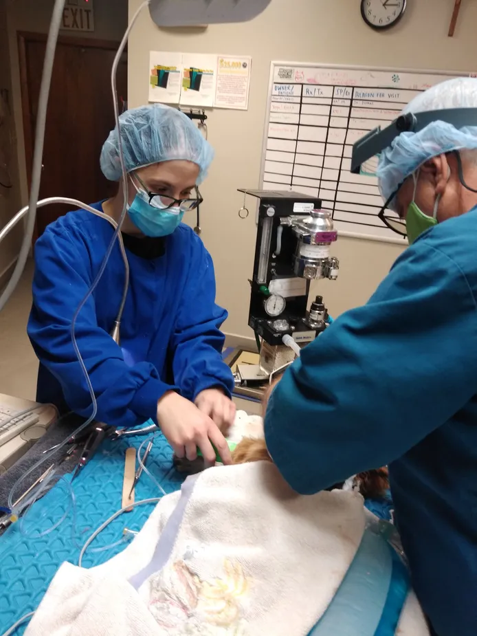 pet surgery