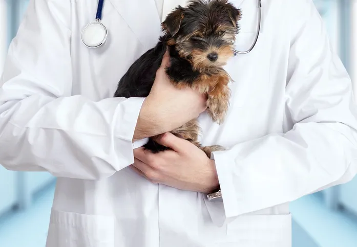 DOCTOR WITH YORKIE