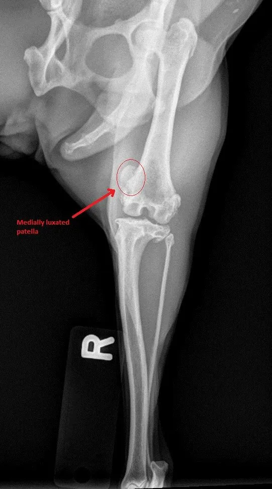 Medial luxating patella 
