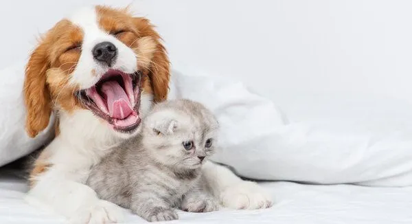 dog and kitten