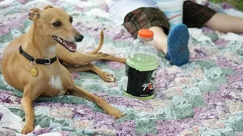 Greyhound.JPG