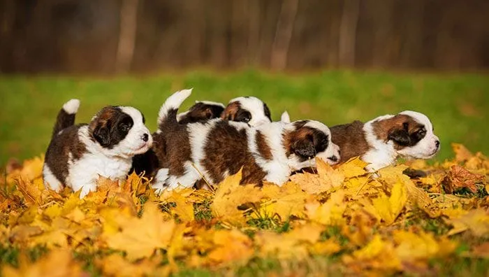 Litter of puppies playing in yellow leaves