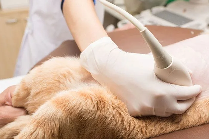Orange cat getting an abdominal ultrasound