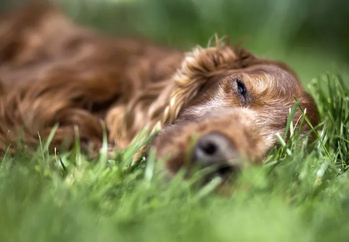 Dog in Grass