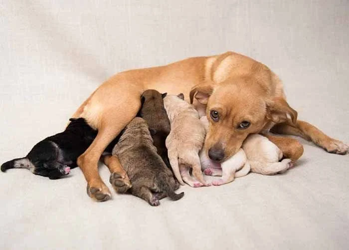 Momma dog with her puppies nursing