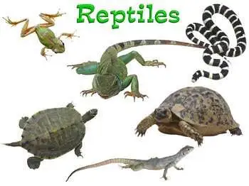 reptiles.jpg