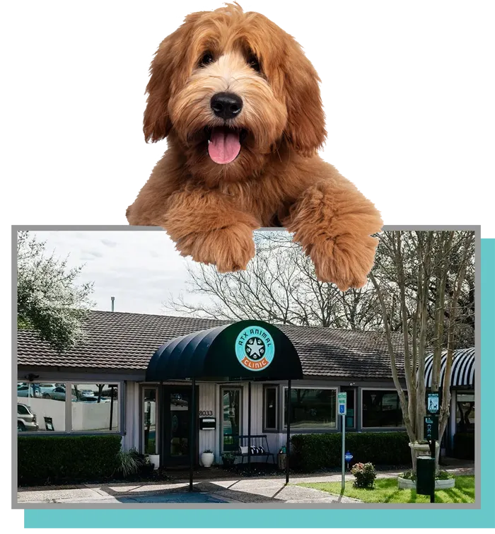 dog with building