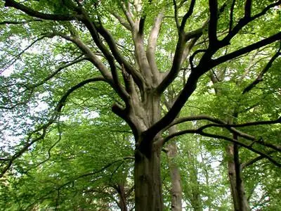 tree with many branches in a forest