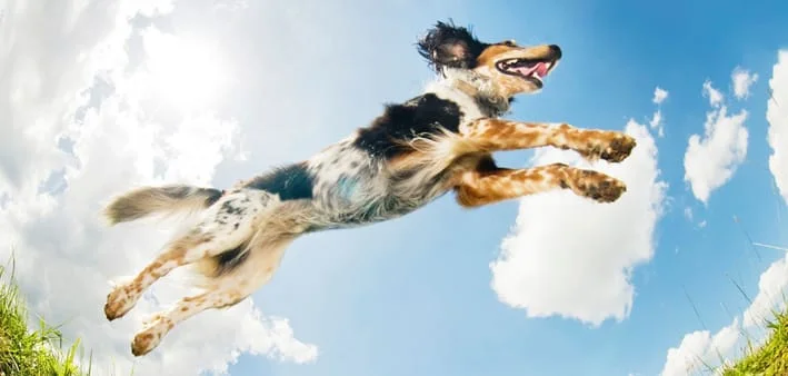 dog-jump.jpg
